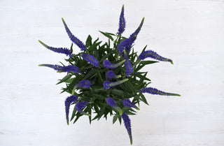 Buy Online High quality and Fresh Veronicas Blue - Greenchoice Flowers