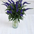 Veronicas Blue Foliage Greenery (Fresh Cut)