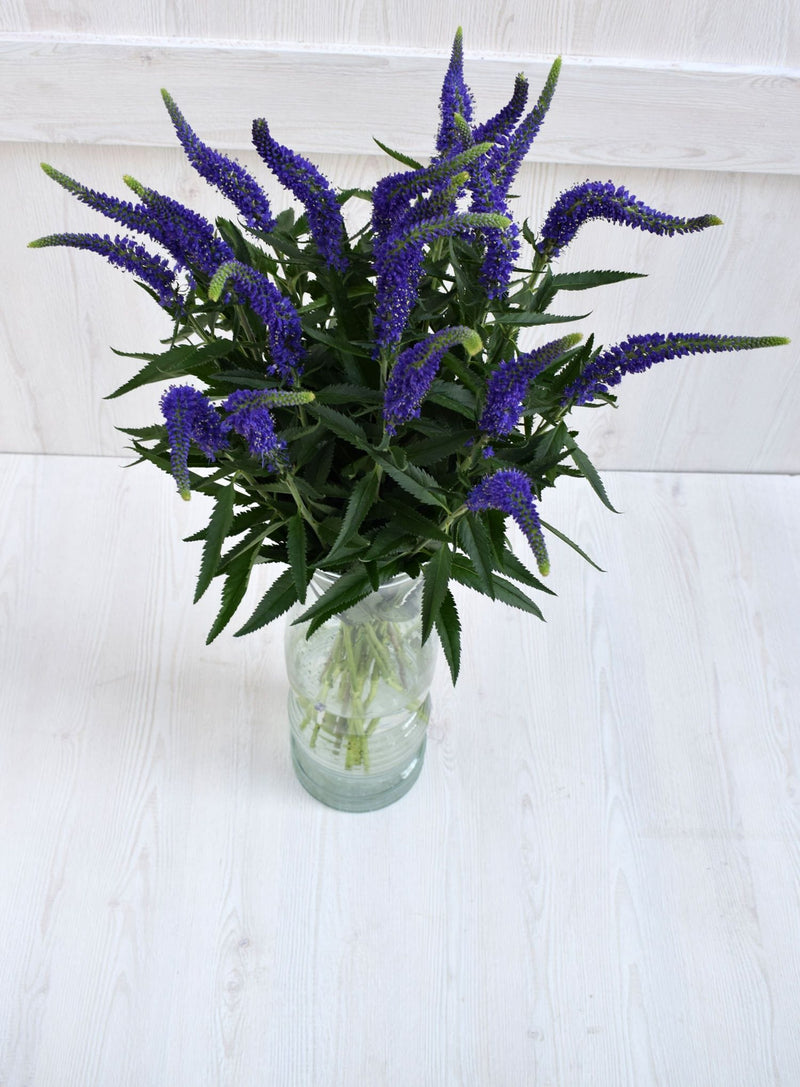 Buy Online High quality and Fresh Veronicas Blue - Greenchoice Flowers