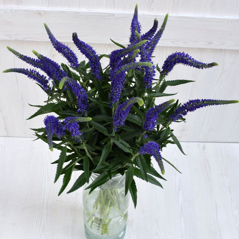 Buy Online High quality and Fresh Blue Veronica - Greenchoice Flowers