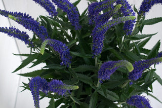 Buy Online High quality and Fresh Veronicas Blue - Greenchoice Flowers