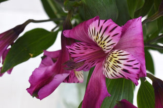 Buy Online High quality and Fresh Purple Alstroemeria - Greenchoice Flowers