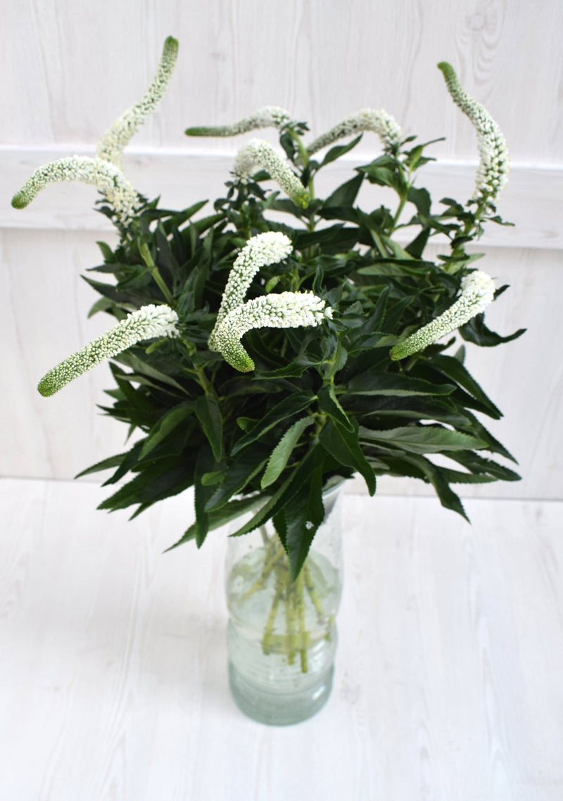 Buy Online High quality and Fresh Veronicas White - Greenchoice Flowers
