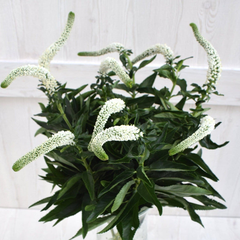 Buy Online High quality and Fresh White Veronica - Greenchoice Flowers