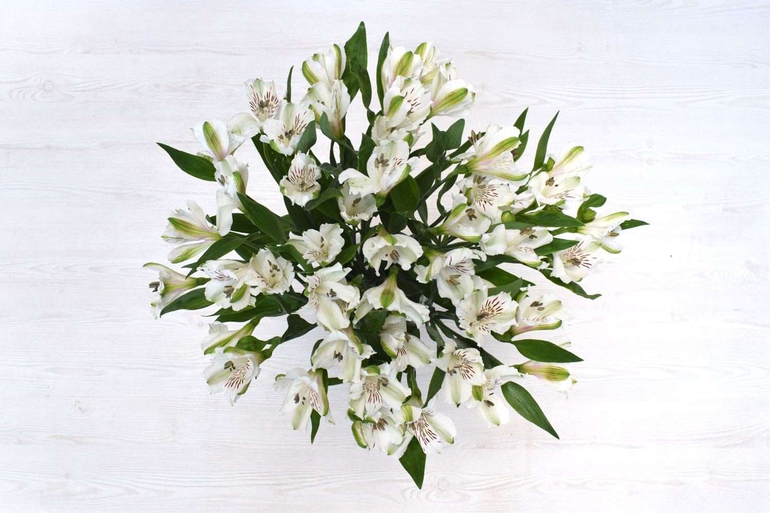 white alstroemeria lily White Alstroemeria Fresh Cut Flowers – Greenchoice Flowers