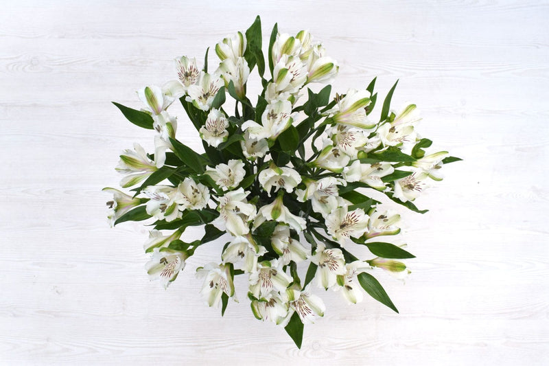 Buy Online High quality and Fresh White Alstroemeria - Greenchoice Flowers