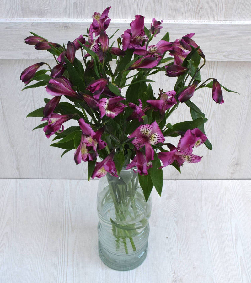 Buy Online High quality and Fresh Purple Alstroemeria - Greenchoice Flowers