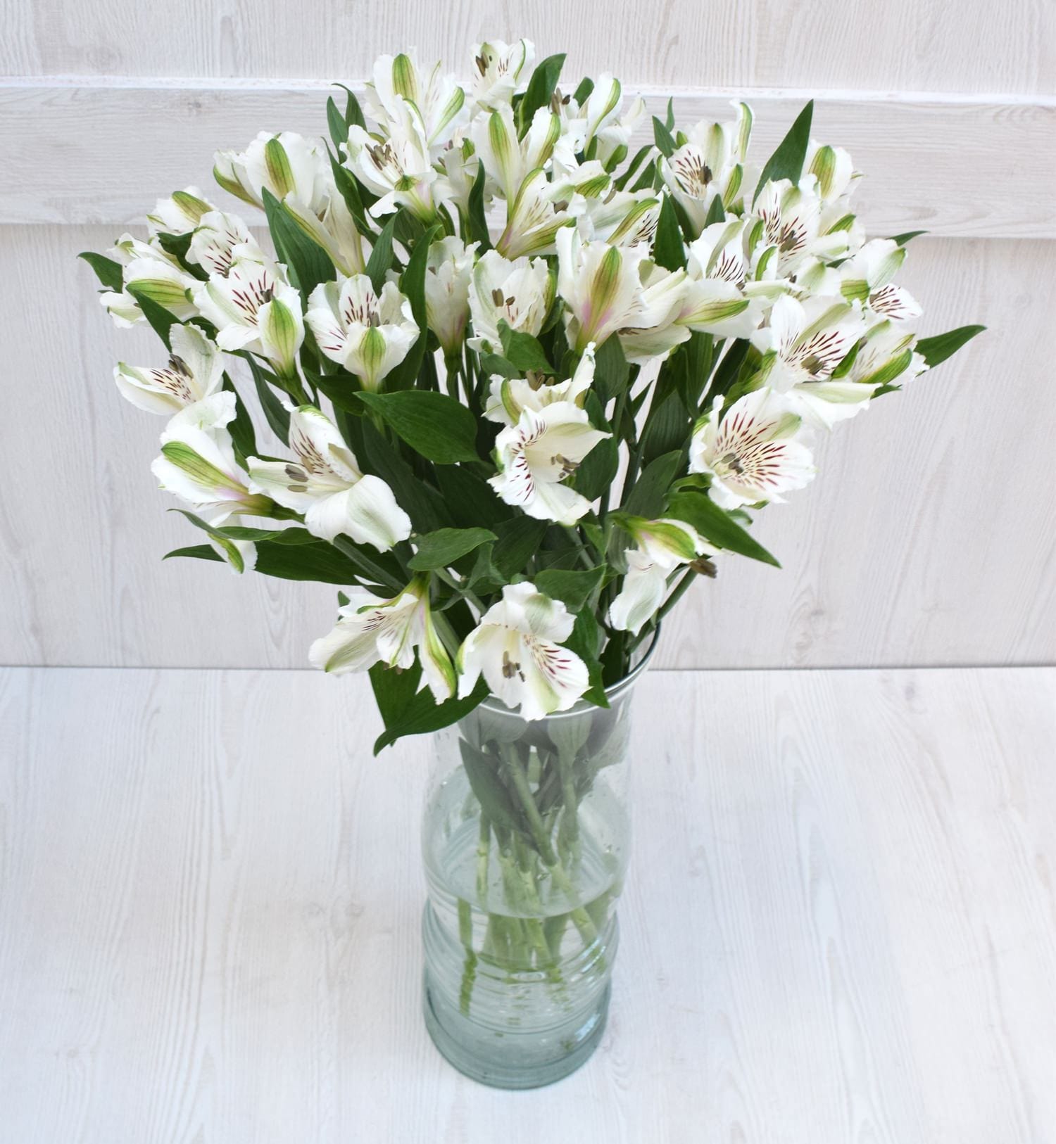white alstroemeria lily White Alstroemeria Fresh Cut Flowers