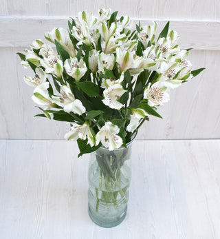 Buy Online High quality and Fresh White Alstroemeria - Greenchoice Flowers