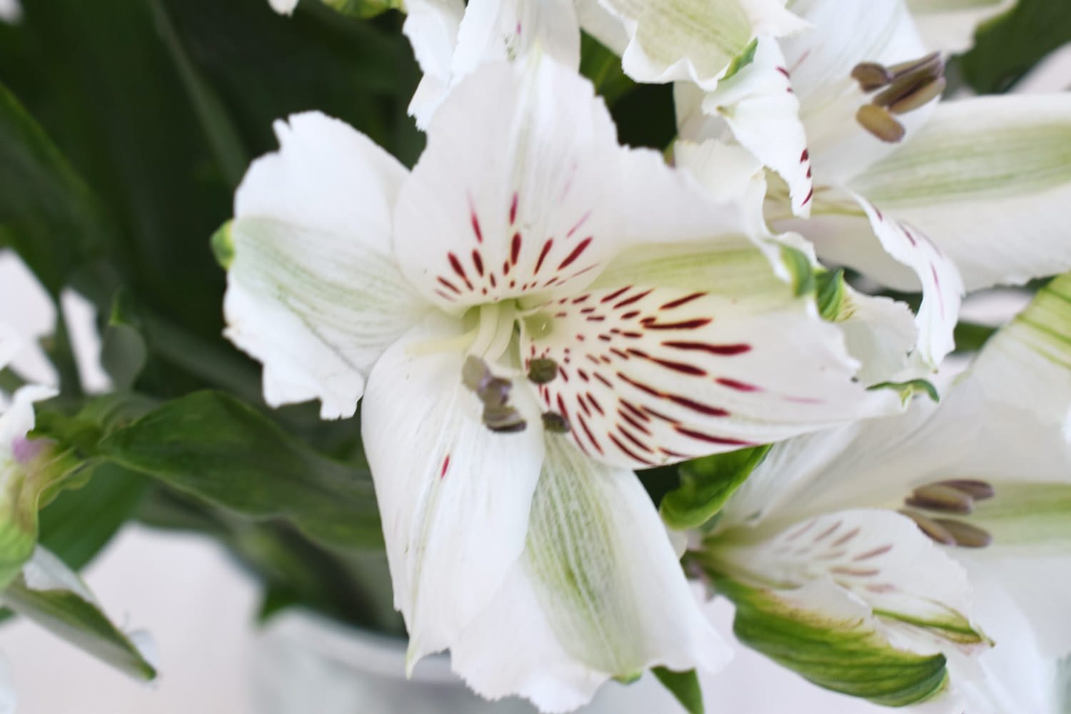 white alstroemeria lily White Alstroemeria Fresh Cut Flowers – Greenchoice Flowers