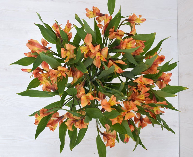 Buy Online High quality and Fresh Orange Alstroemeria - Greenchoice Flowers