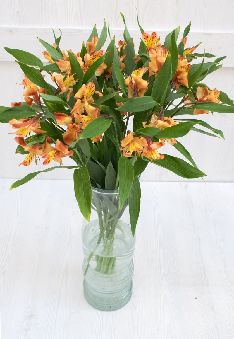 Buy Online High quality and Fresh Fall Orange Alstroemeria - Greenchoice Flowers