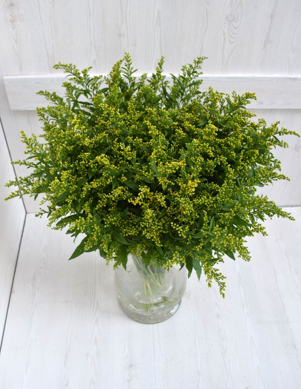 Buy Online High quality and Fresh Solidago - Greenchoice Flowers