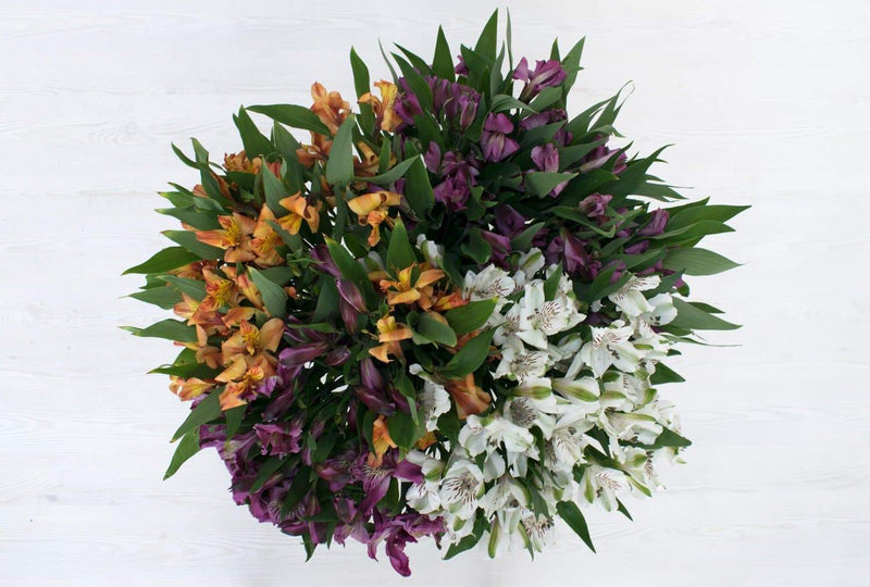 Buy Online High quality and Fresh Assorted Alstroemeria - Greenchoice Flowers