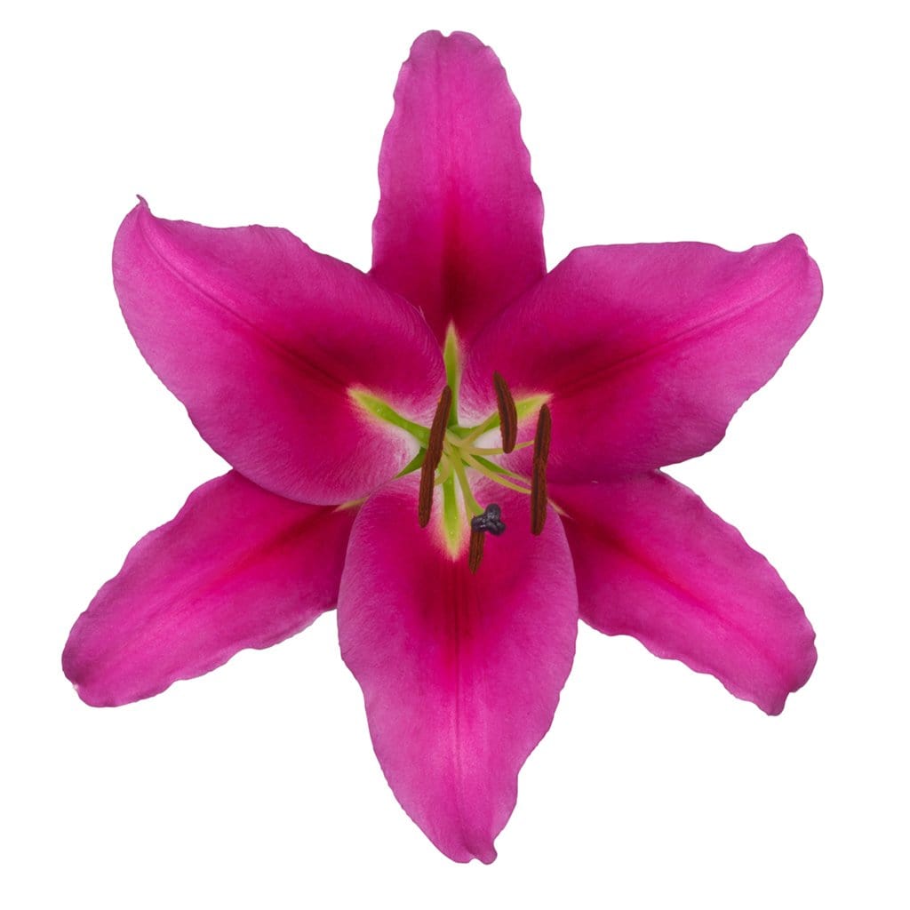 Buy Online High quality and Fresh Oriental Lily Dalian - Greenchoice Flowers