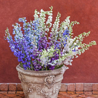 Buy Online High quality and Fresh Delphinium Royal Assorted - Greenchoice Flowers