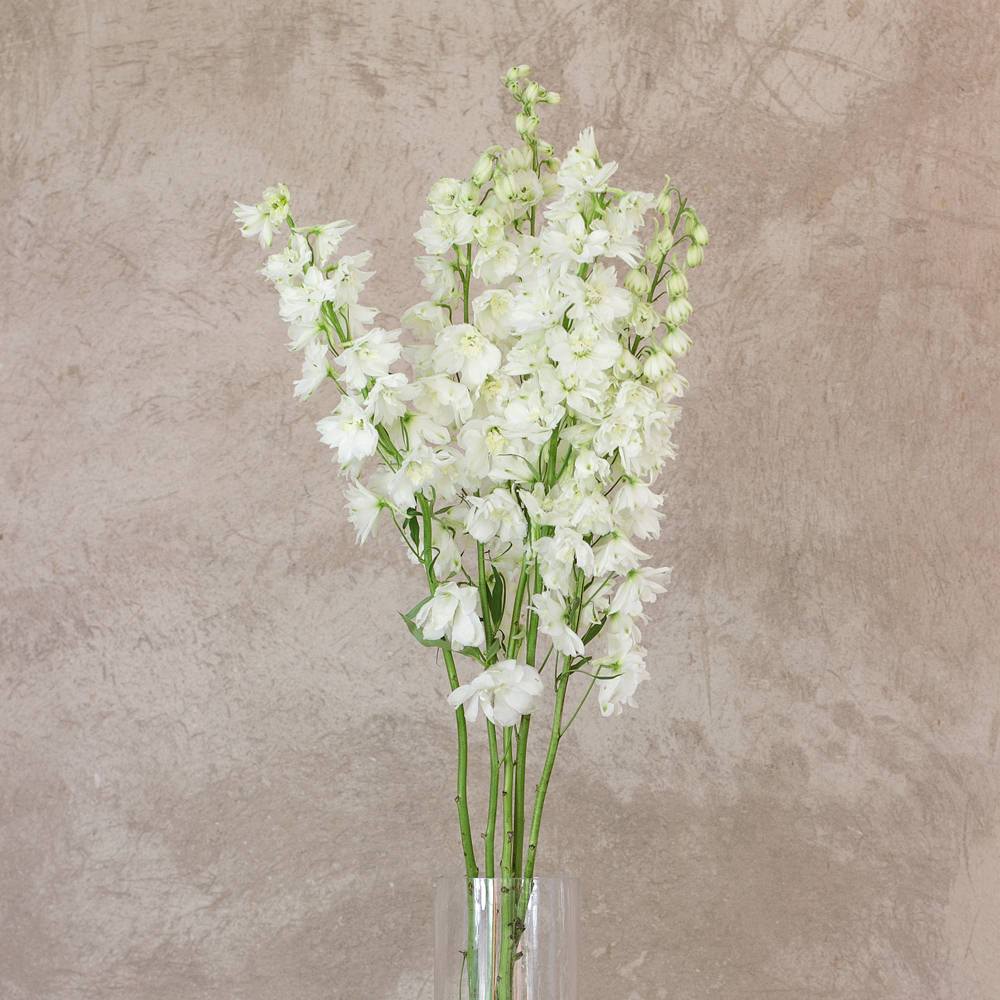 Buy Online High quality and Fresh White Delphinium Royal - Greenchoice Flowers
