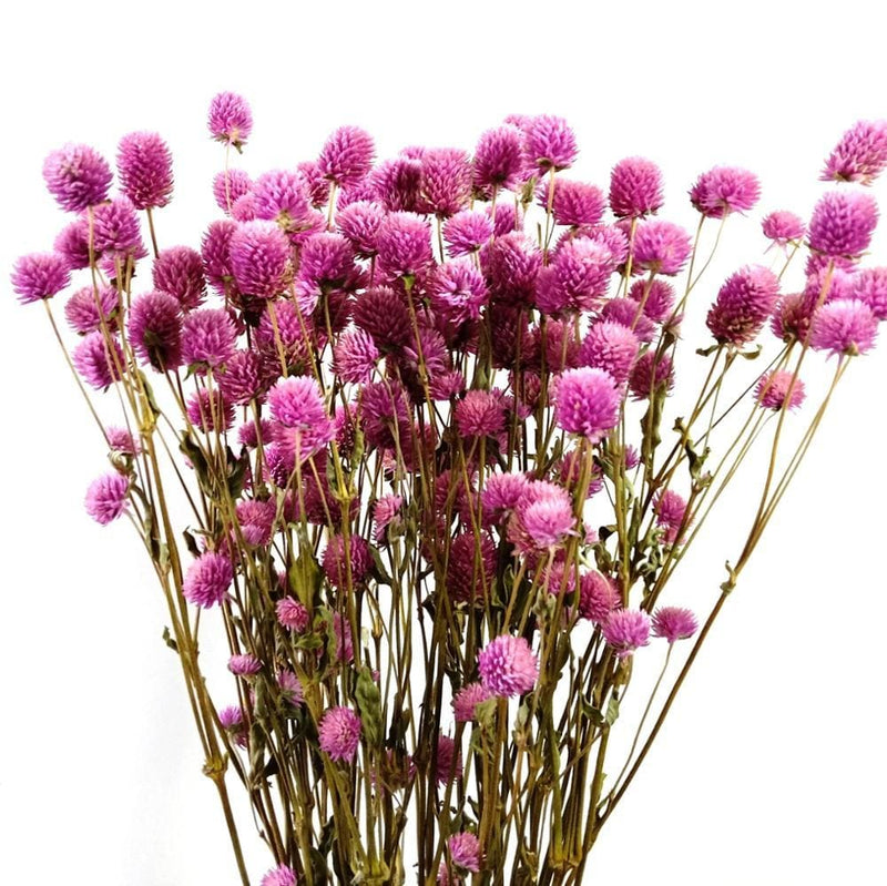 Buy Online High quality and Fresh Gomphrena Globe Amaranth Natural - Greenchoice Flowers