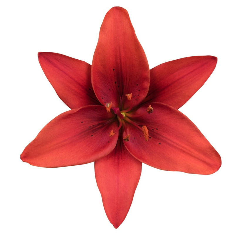 Buy Online High quality and Fresh LA Lily Ducati - Greenchoice Flowers