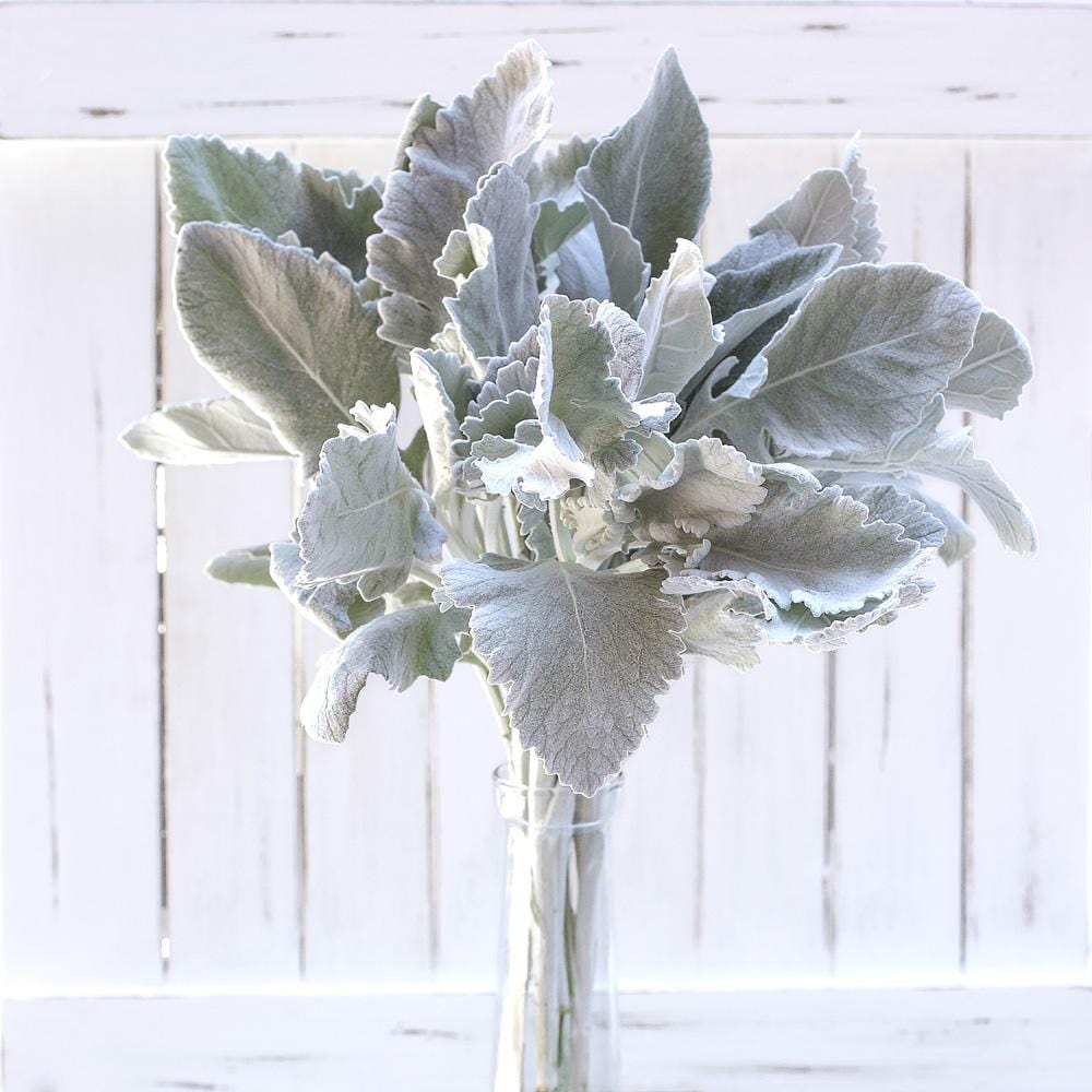Buy Online High quality and Fresh Dusty Miller - Greenchoice Flowers