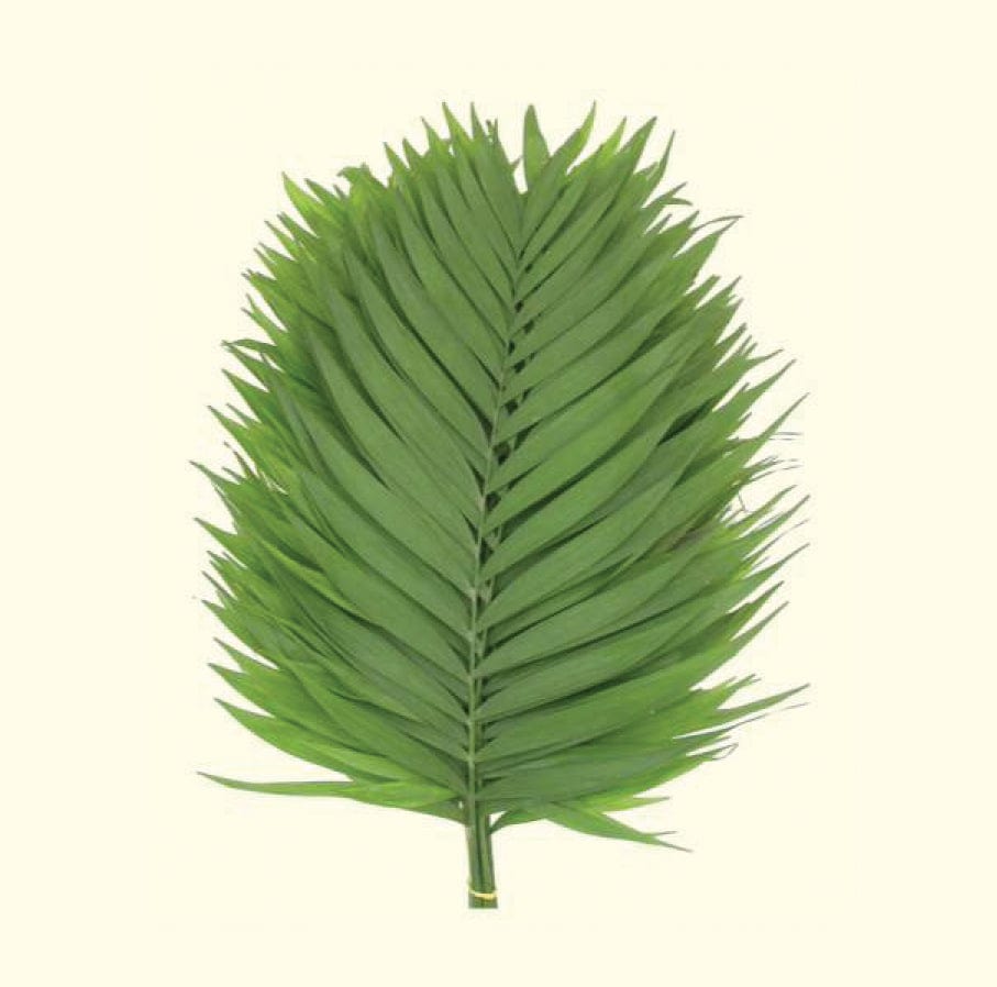 emerald palm plant care 10pcs Artificial Tropical Palm Leaves Green Single Fake Leaf for Home Living Room Decorating(Green)