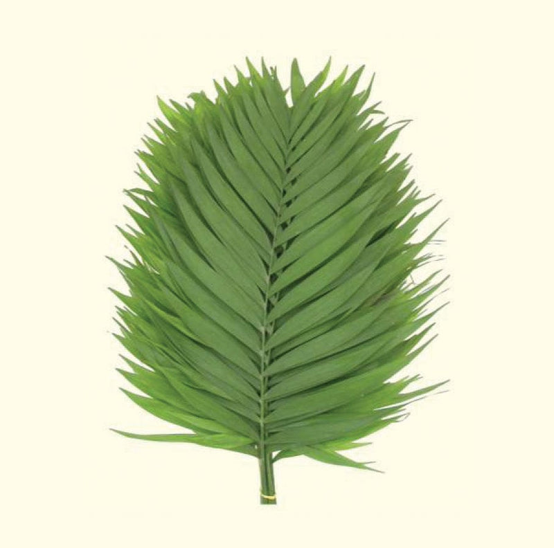 Emerald Premium Palm Foliage Greenery (Fresh Cut)