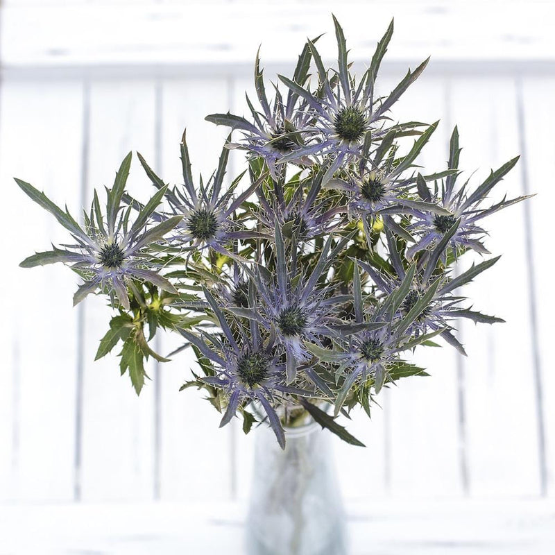 Buy Online High quality and Fresh Eryngium - Greenchoice Flowers