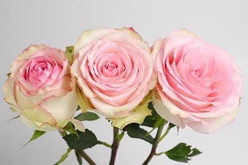 Buy Online High quality and Fresh Bicolor Pink Rose - Greenchoice Flowers