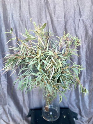 Willow Eucalyptus Greenery (Fresh Cut)