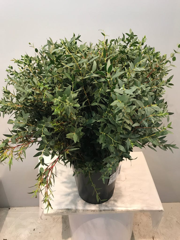 Parvifolia Eucalyptus Greenery (Fresh Cut) 20bu