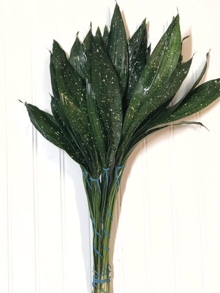 Milky Way Aspidistra Leaf Foliage Greenery (Fresh Cut)