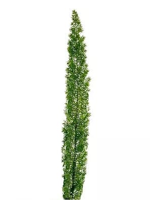 Foxtail Meyeri Foliage Greenery (Fresh Cut)