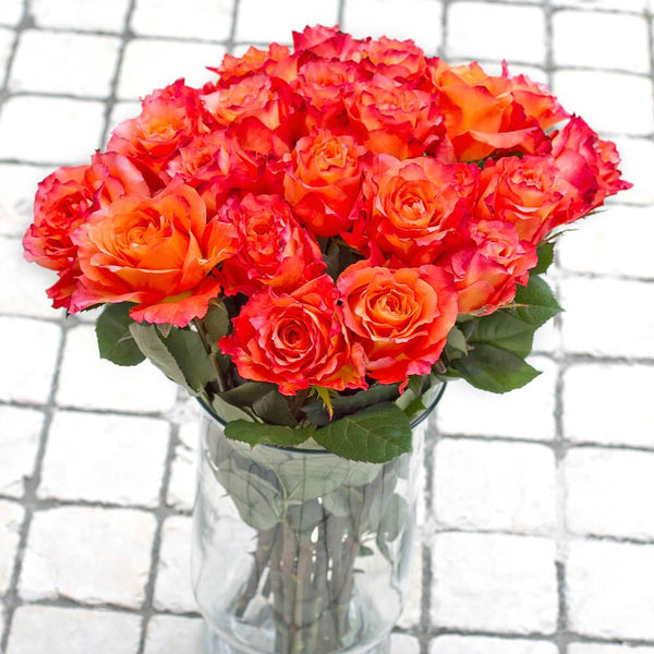 Free Spirit Rose Fresh Cut – Premium Farm Direct Roses