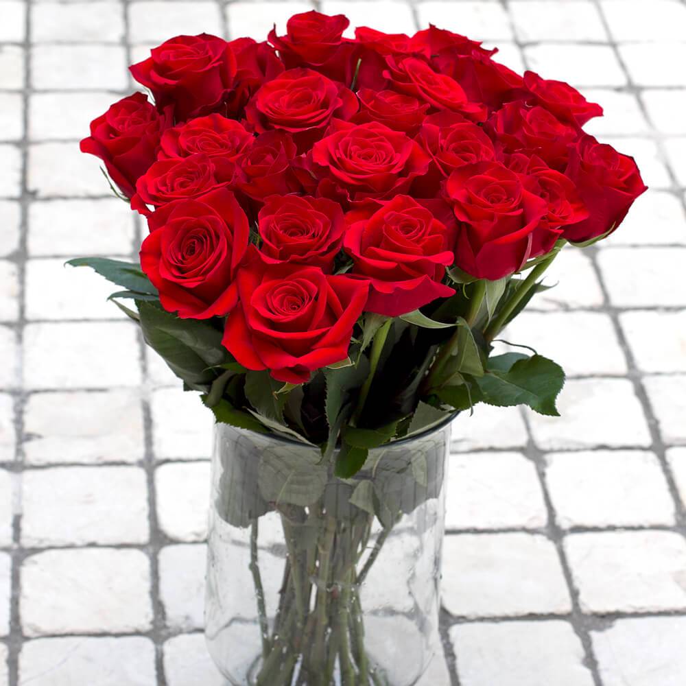 Red Roses Bulk Wholesale | Fresh Cut Ecuadorian Farm-Direct Premium ...