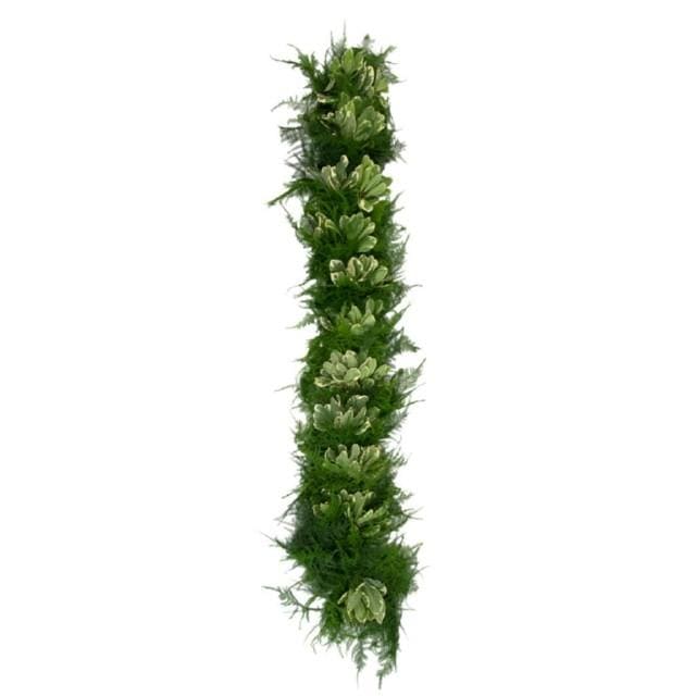 Buy Online High quality and Fresh Plumosa Variegated Pitt - Greenchoice Flowers