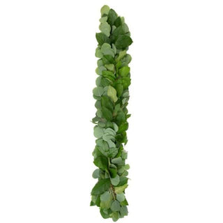 Buy Online High quality and Fresh Silver Dollar Salal - Greenchoice Flowers