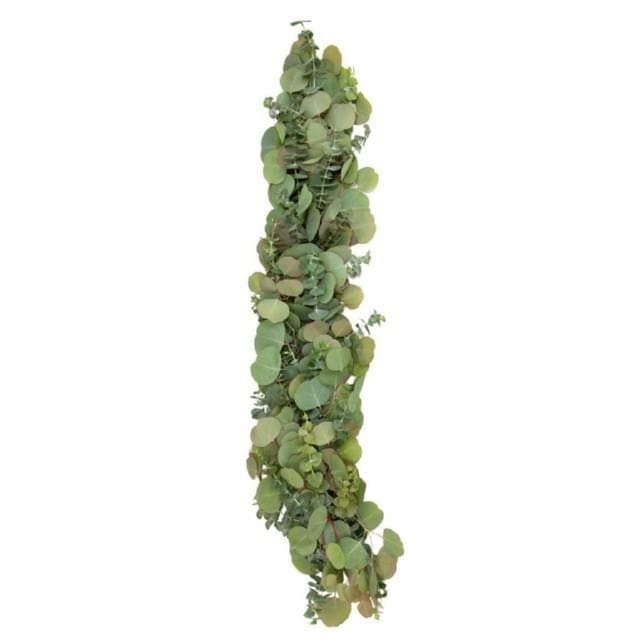 Buy Online High quality and Fresh Silver Dollar Baby Blue Eucalyptus - Greenchoice Flowers