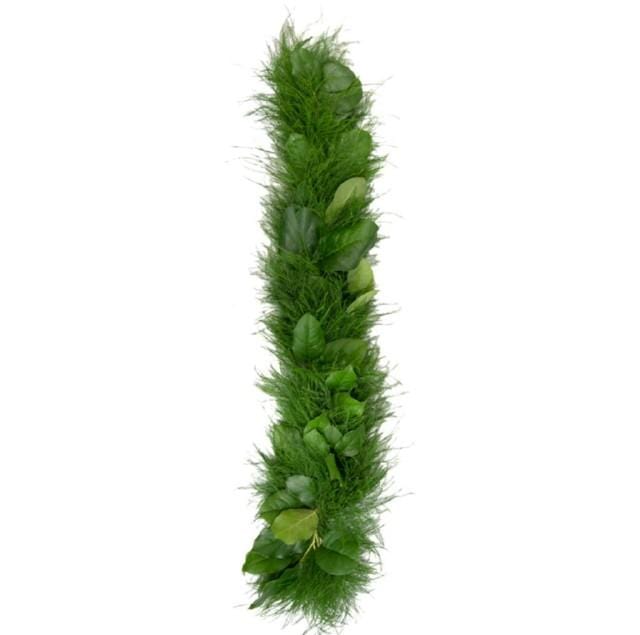 Buy Online High quality and Fresh Tree Fern Salal - Greenchoice Flowers