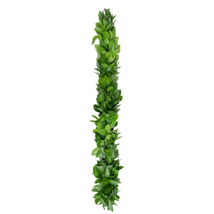 Buy Online High quality and Fresh Israeli Ruscus Garland - Greenchoice Flowers