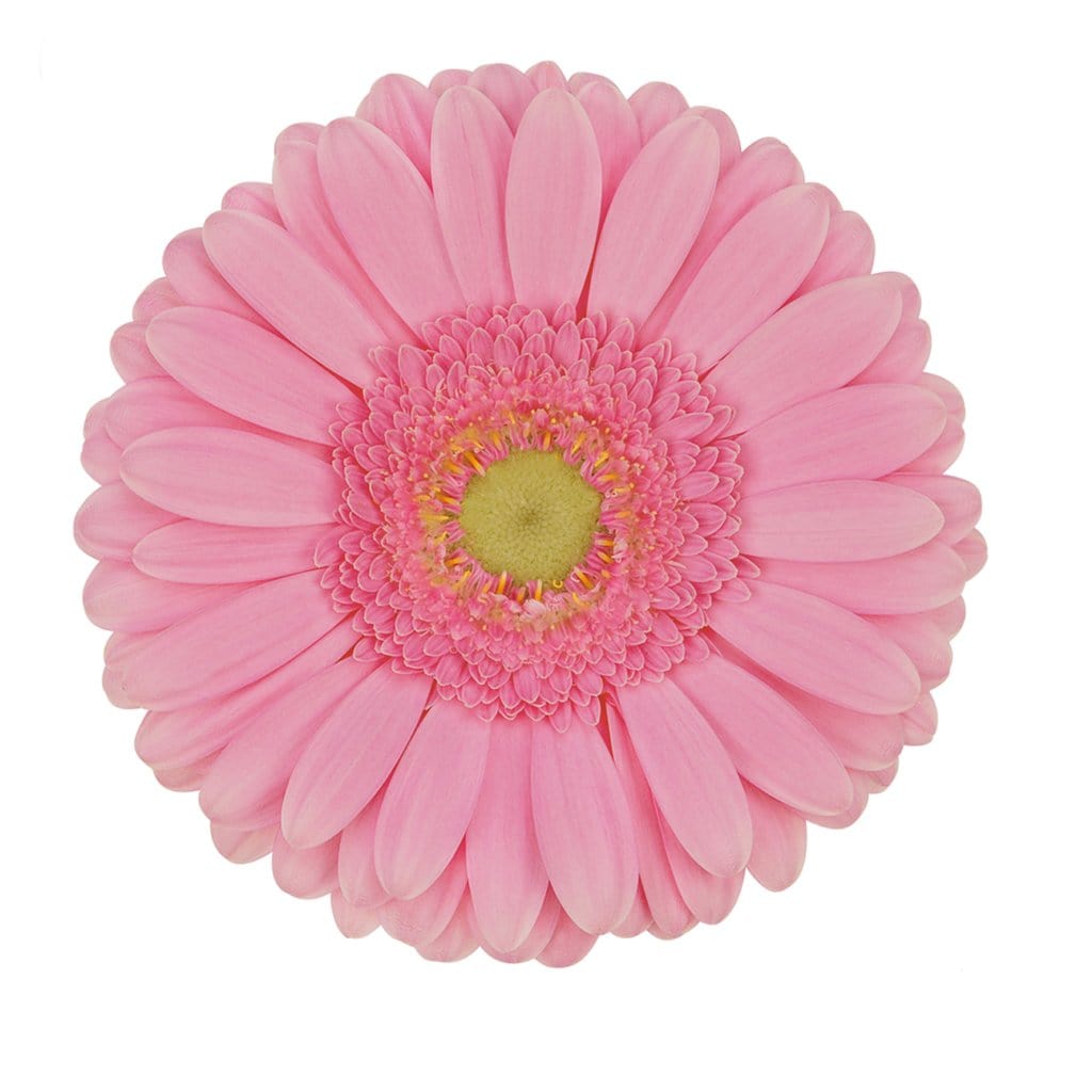 Buy Online High quality and Fresh Gerbera Glossy - Greenchoice Flowers