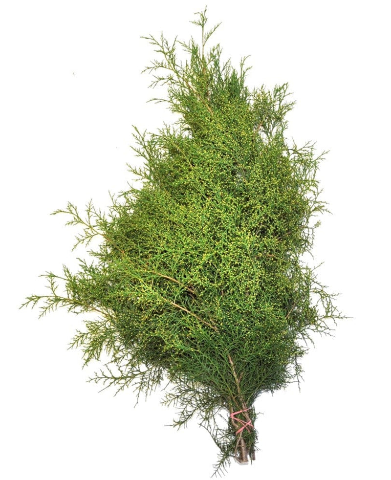 Gold Tip Cedar Holiday Green Christmas Pine Bunch (Fresh Cut)