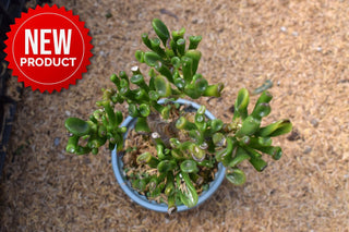 Buy Online High quality and Fresh Grassula Gollum - Greenchoice Flowers