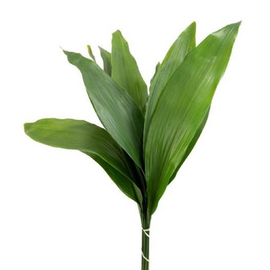 Buy Online High quality and Fresh Green Aspidistra - Greenchoice Flowers