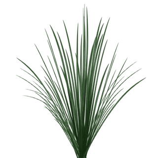 Buy Online High quality and Fresh Green Lily Grass - Greenchoice Flowers