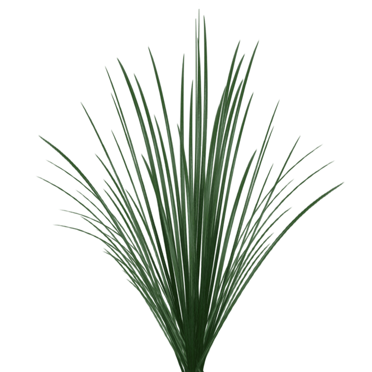 Buy Online High quality and Fresh Green Lily Grass - Greenchoice Flowers