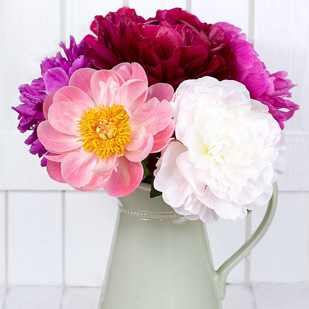Buy Online High quality and Fresh Assorted Dutch Peonies - Greenchoice Flowers
