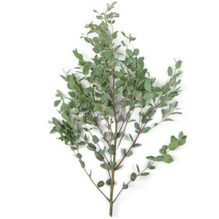 Buy Online High quality and Fresh Gunni Eucalyptus - Greenchoice Flowers