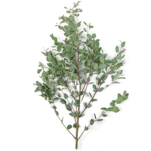 Buy Online High quality and Fresh Gunni Eucalyptus - Greenchoice Flowers