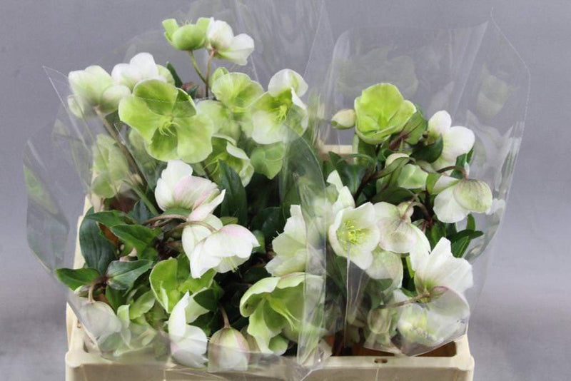 Buy Online High quality and Fresh Helleborus Winterbells - Greenchoice Flowers
