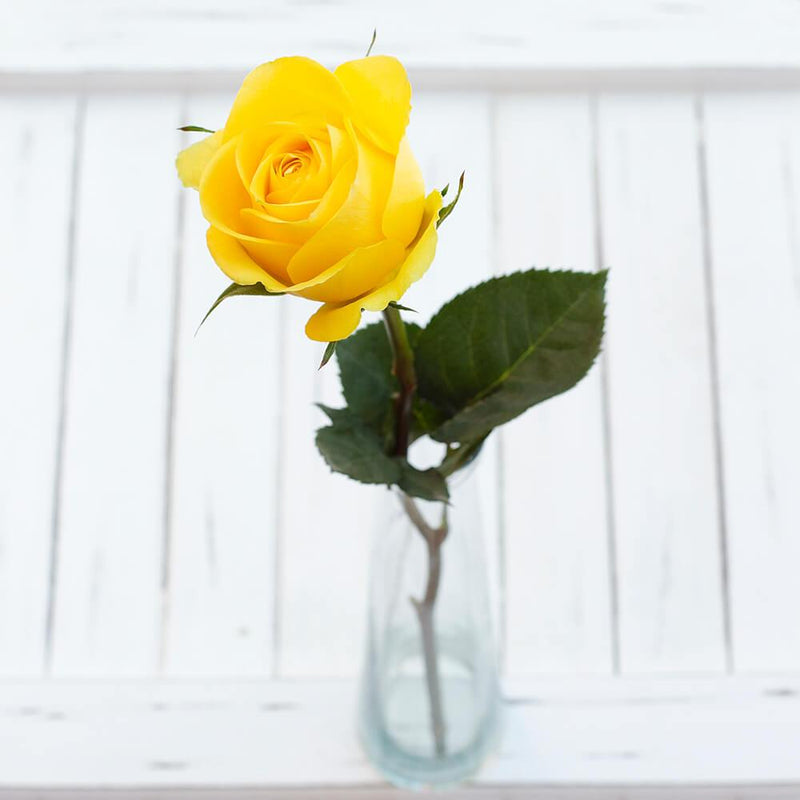 Buy Online High quality and Fresh High & Yellow Magic Rose - Greenchoice Flowers